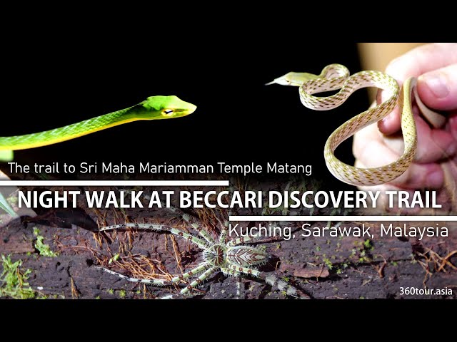 Night Walk on the Mt Matang Beccari Discovery Trail to Sri Maha Mariamman Temple Matang, Kuching class=