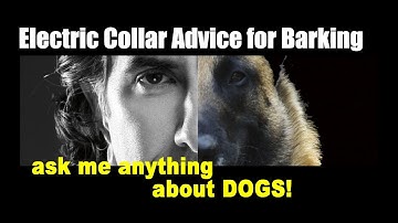 Correcting My Dog with E-Collar for Barking - Dog Training Video - ask me anything