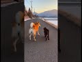 ニャンとお散歩ワン!こら、シラサギを追いかけたらダメワン。