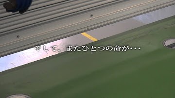 映画「ちいさな命のゆくえ～名もなき犬・猫たちのこと～」予告篇
