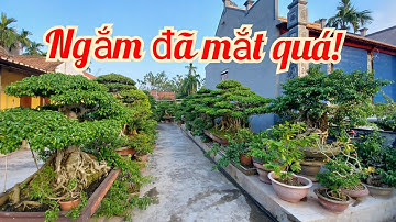 Ngắm vườn cây của ông cụ Đã Mắt quá! Cây già, da bạc, bông tay cắt giật cực đẹp/Phong Sơn 0918484837