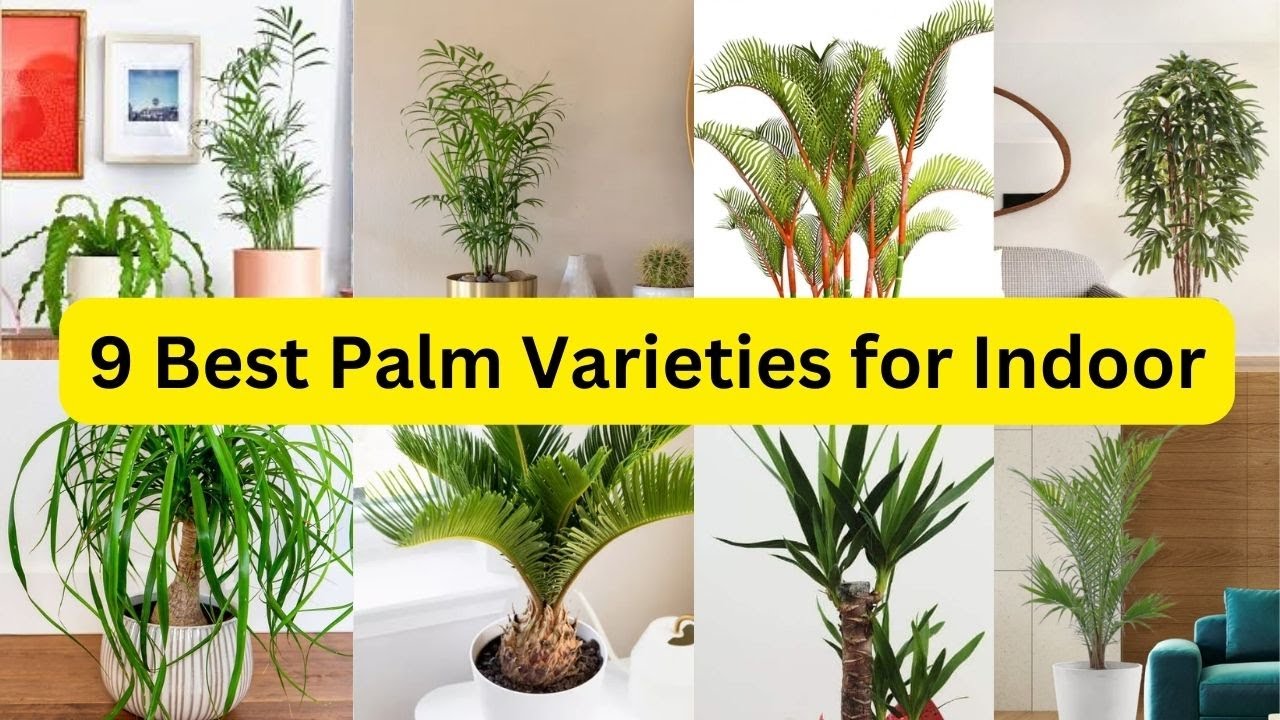 tropical tree house plant Tropical Trio Houseplants with Planter - Large (24-36" tall) Top Half Mustard Planters