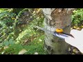 Складная пила от Fiskars - полезная штука?