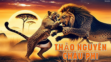 Cuộc Chiến Sinh Tồn Trên Thảo Nguyên Châu Phi - Sư Tử, Báo Gấm & Linh Dương