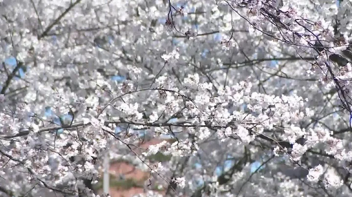 Climate change could impact peak bloom of cherry blossoms, experts say - DayDayNews