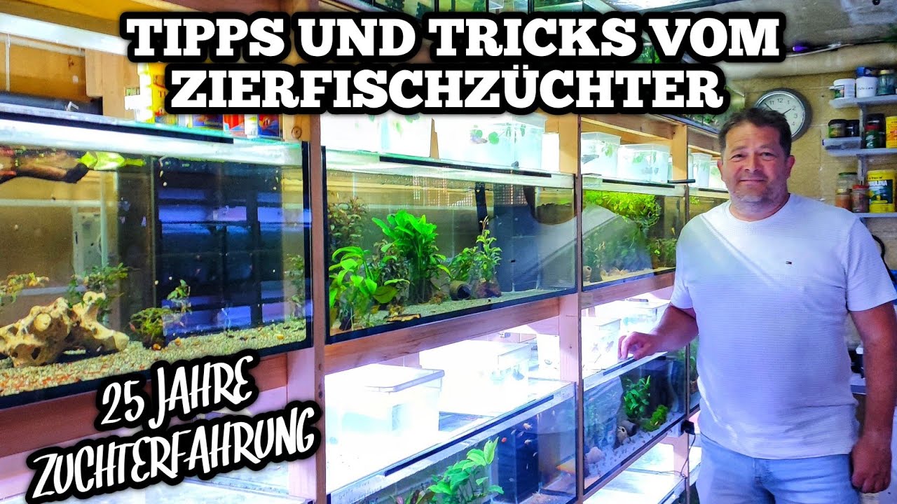 ZIERFISCHZÜCHTER mit 25 Jahren Erfahrung zeigt seine Fische & Anlage