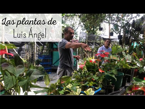 Video: Qué son las plantas de Asplundia: una guía para las variedades de Asplundia