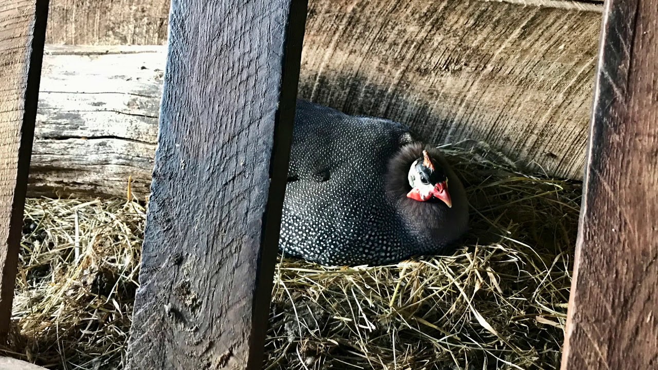 Guinea Fowl Nests - Big Success  Big Loss