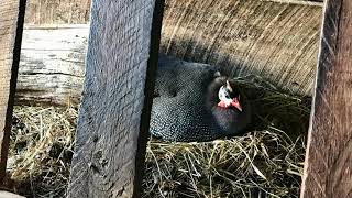 Guinea Fowl Nests  Big Success & Big Loss