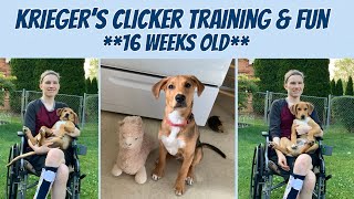 Celebrity Krieger’s Clicker Training Progress & Fun with Nala Net Worth