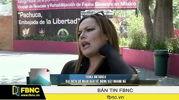 FBNC - Mexico: Loay hoay tìm nhà mới cho động vật diễn xiếc