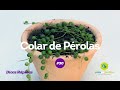 Planta Colar de Pérolas (Tercinho) #30 - Dicas rápidas