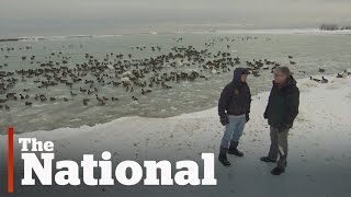 Cold Weather Killing Birds in Canada