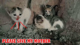 We found the abandoned homeless kittens. the mother cat needs help immediately