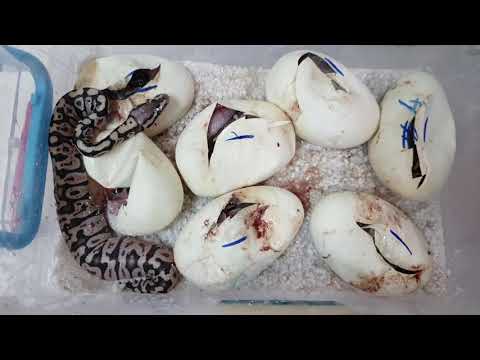 Video: De Unde începe Coada șarpelui?