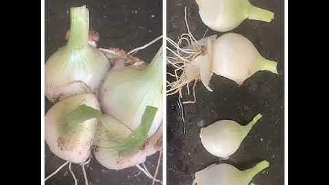 Regrow your groceries l Regrow onions