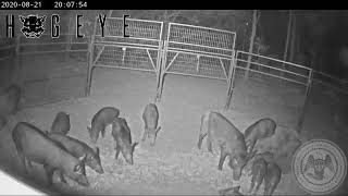 MDAC Wild Hog Control Program using panel trap system.