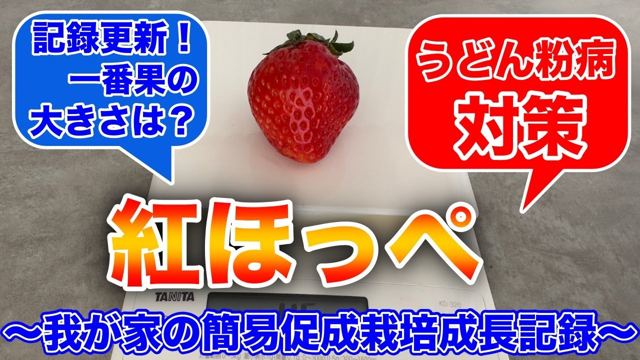イチゴのうどん粉病が発病する前に、やって欲しい事があります。我が家の簡易促成栽培成長記録動画シリーズ〜