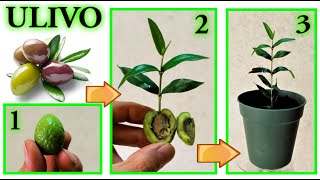 ULIVO, super trick to give birth to a beautiful plant, for free