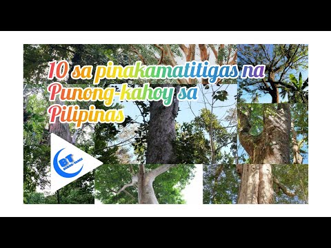 Video: Anong uri ng puno ang poplar?