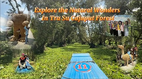 Việt Nam| Explore the Natural Wonders In Tra Su Cajuput Forest| Khám Phá Rừng Tràm Trà Sư - An Giang