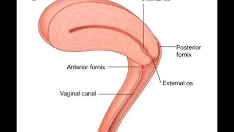 Gross Anatomy of Vagina