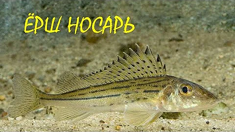 ЁРШ-НОСАРЬ🐟/Рыбы/Животные/Интересные факты