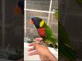 Sound of Rainbow Lorikeet Parrot #youtubeshorts #shorts #parrot #rainbowlorikeet #parrotsound #viral