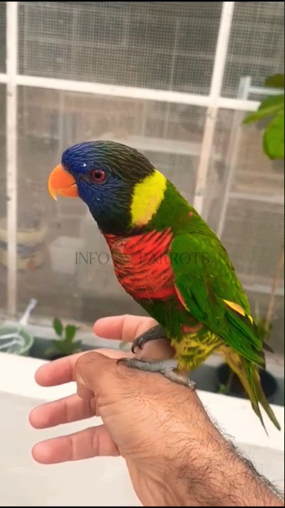 Suara Burung Nuri Pelangi #youtubeshorts #shorts #burung nuri #rainbowlorikeet #parrotsound #viral