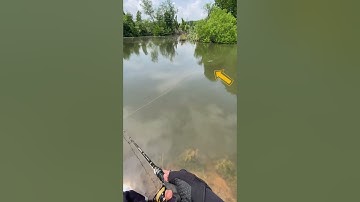 cá chẽm táp mồi nỗi (mồi pop megabarra). #megabarra #docaunamha #namlurefishing