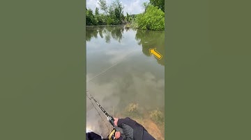 cá chẽm táp mồi nỗi (mồi pop megabarra). #megabarra #docaunamha #namlurefishing