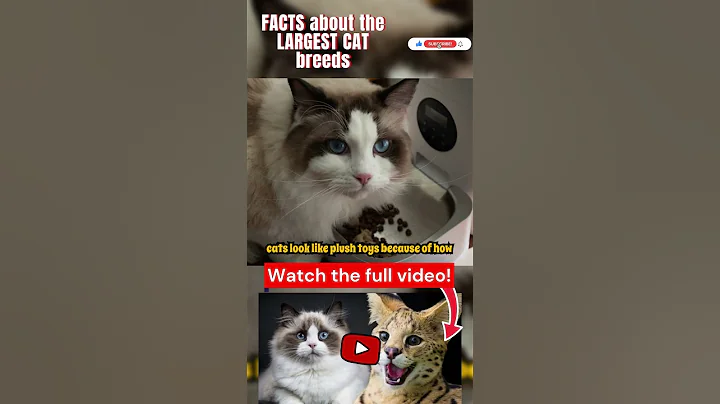 Video 9941321: mainecoon britishshorthair cat, britishshorthair britishlonghair, bengalcat britishshorthair, ragamuffin cat, cat breed kitten, cat breed facts, cat breed animals, cat fun kitten, weird cat facts, highlander cat