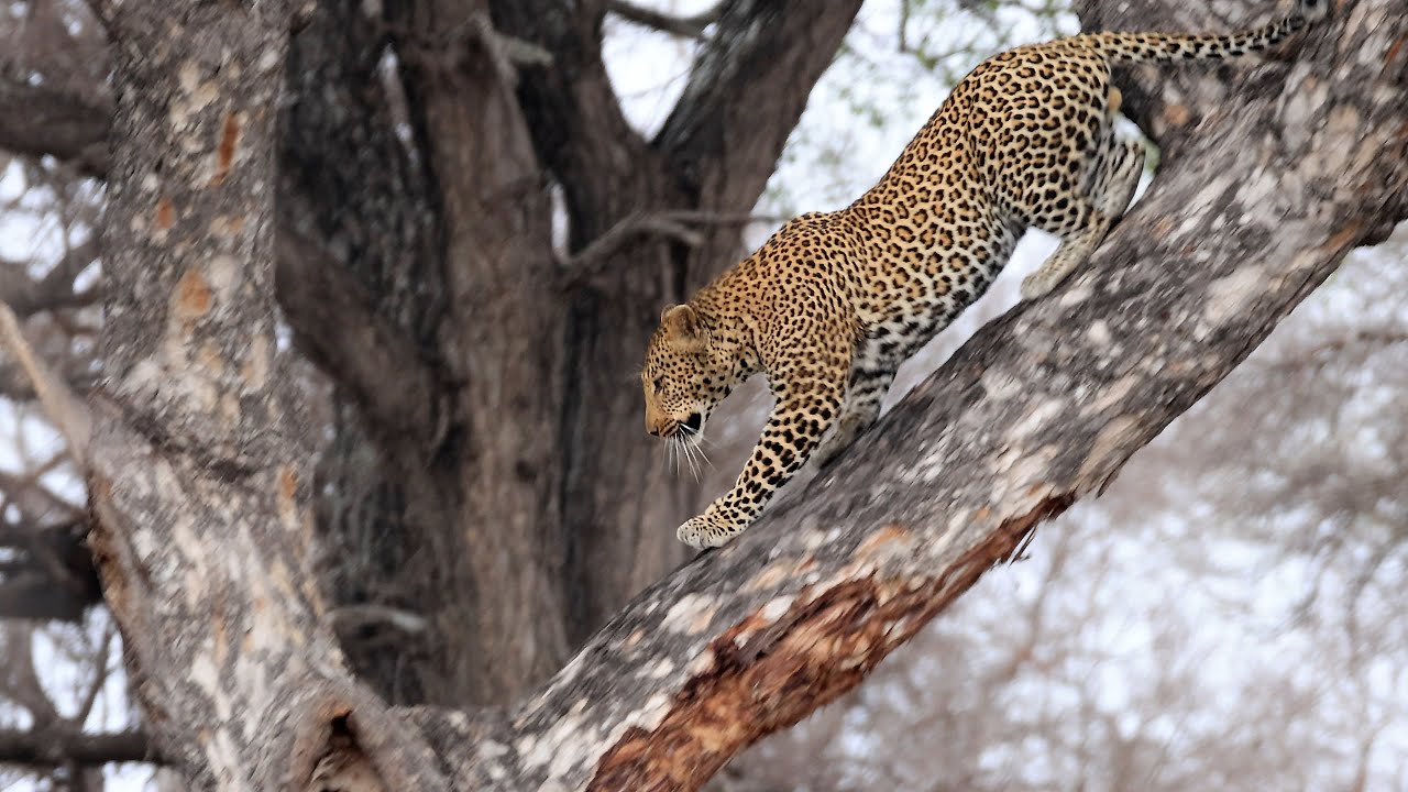 African Safari Vol 19｜アフリカ野生動物の旅 Vol 19｜2025:10:09〜10