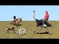 Family is The Best! Ostrich Save Eggs &amp; Baby From Human, Hyena, Monkey Stealing, Cheetah vs Rabbit