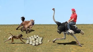 Family is The Best! Ostrich Save Eggs &amp; Baby From Human, Hyena, Monkey Stealing, Cheetah vs Rabbit