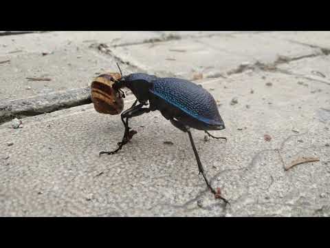 Carabus scabrosus caucasicus is going to have a lunch  • კავკასიური ბზუალა სადილზე მიდის