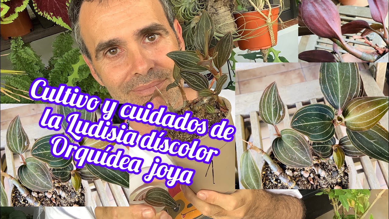 Cultivo y cuidados de la Ludisia discolor, Orquídea joya CAP 156