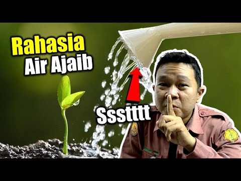 Video: Apakah Air Anda Aman Untuk Tanaman: Pelajari Tentang Kualitas Air Di Kebun