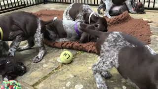 AYTEE Q LITTER 6 WEEKS by Aytee GSPs 745 views 5 months ago 1 minute, 25 seconds