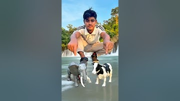 Rc  1 ta Cow And 1ta Elephant Dako 😱💥🐄🦣