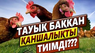 ТАУЫҚ БАҚҚАН ҚАНШАЛЫҚТЫ ТИІМДІ???