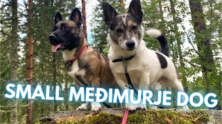 Small Međimurje Dog - Facts and Information by Rocadog 960 views 4 months ago 5 minutes, 18 seconds