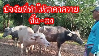 Cow and buffalo prices today (20 Sep 2025) at the cattle and buffalo market in So Phisai District...