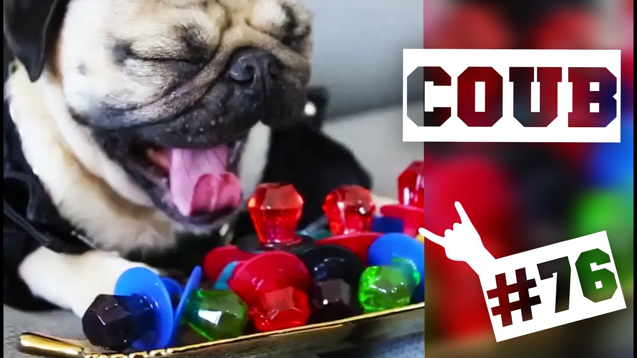 порнушка Songs in "ЛУЧШИЕ COUB 'ики #76: Boss Dog" Youtube/zEIrjw1z6QQ MooMa.sh