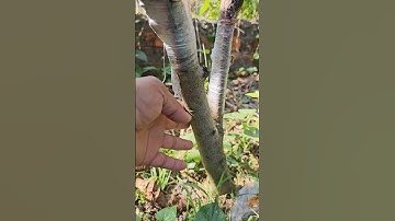 ghép quá dễ #0915061058 #0373961661 #chalanuoicaymo