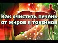 Как очистить печень от жиров и токсинов