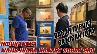 INDUKANNYA HARUS IMPORT JUARA KONTES PRO‼️ KOLEKSI TERBAIK AYAM PRO KONTES TERBAIK ANT FARM BEKASI