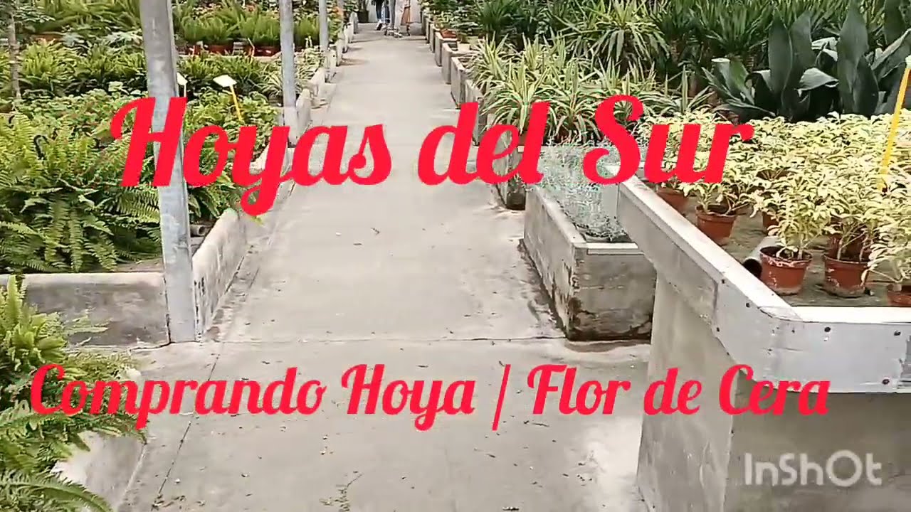 Hoyas del Sur: Comprando Hoyas / Flor de Cera en un vivero.