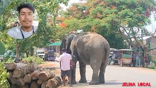 My First time Elephant Vlog 2023 ||Kanchanpur North Tripura||