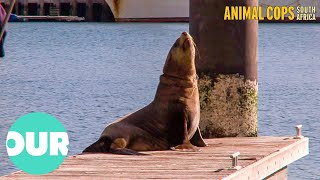 Cute Seal At Risk Of Death Due To Plastic In Ocean | Animal Cops South Africa Ep10 | Our World